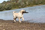 LABRADOR 197